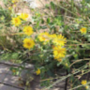 Meet your Posher, Holli